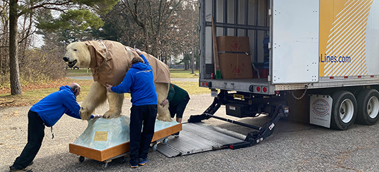 Corrigan Logistics museum items transportation polar bear stuffed